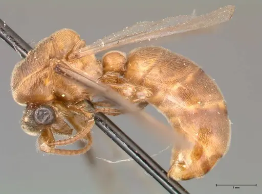 Aenictus latiscapus - FOCOL0387