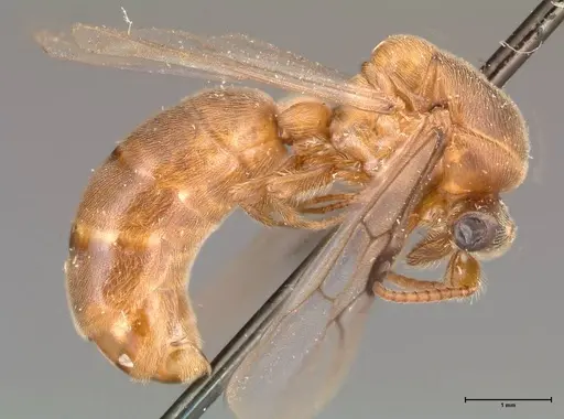 Aenictus latiscapus - FOCOL0387