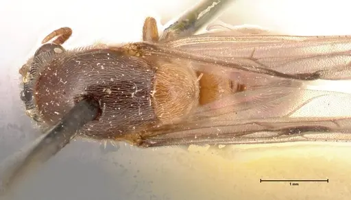 Aenictus latiscapus - FOCOL0388