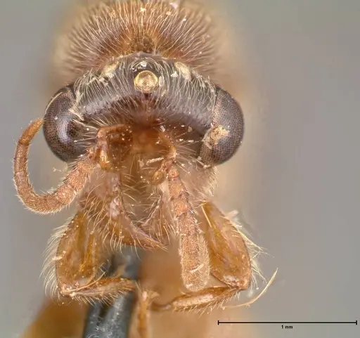 Aenictus latiscapus - FOCOL0388