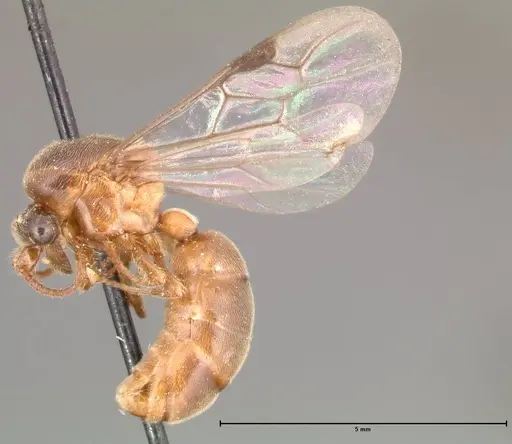 Aenictus latiscapus - FOCOL0388