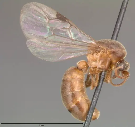 Aenictus latiscapus - FOCOL0388