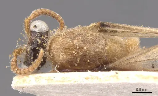 Aenictus leliepvrei specimen