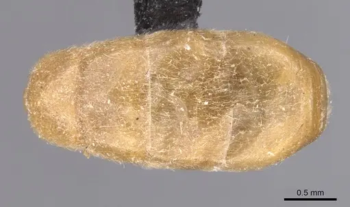 Aenictus leliepvrei specimen