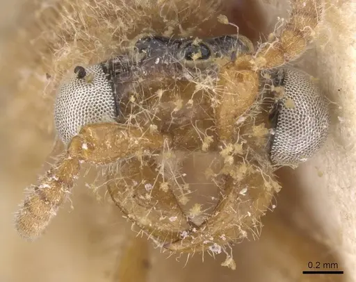 Aenictus leliepvrei specimen