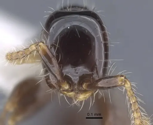 Aenictus leptotyphlatta specimen