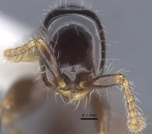 Aenictus leptotyphlatta specimen