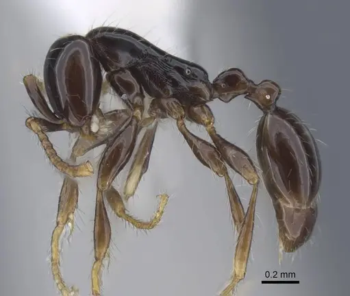 Aenictus leptotyphlatta - CASENT0917240