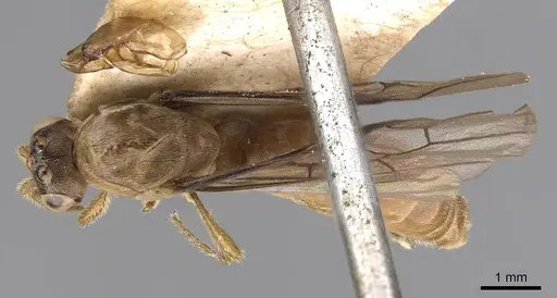 Aenictus longi specimen