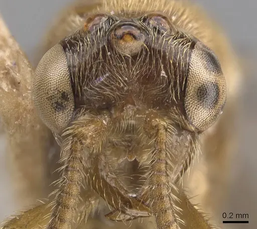 Aenictus longi specimen