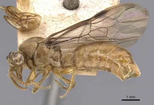 Aenictus longi specimen