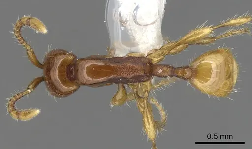 Aenictus longinodus specimen