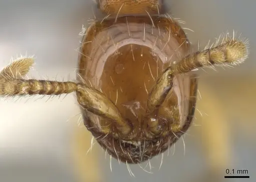 Aenictus longinodus specimen