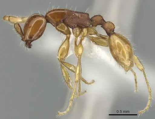 Aenictus longinodus specimen