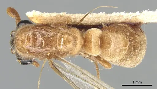 Aenictus luteus specimen