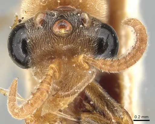 Aenictus luteus specimen