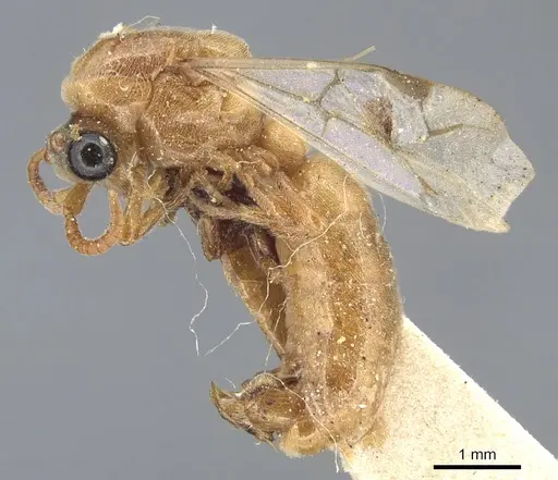 Aenictus luteus specimen