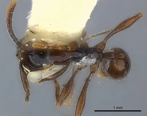 Aenictus luzoni specimen