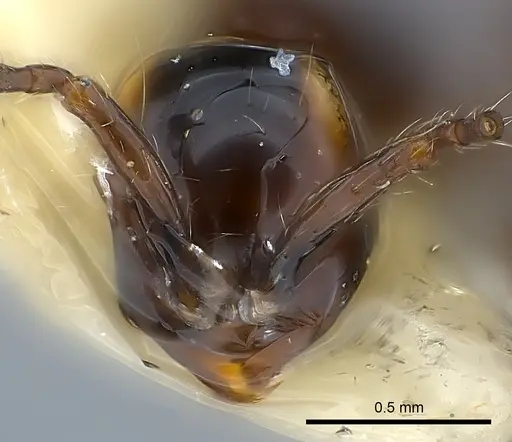 Aenictus luzoni specimen