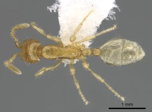 Aenictus mariae specimen