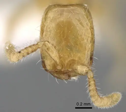 Aenictus mariae specimen