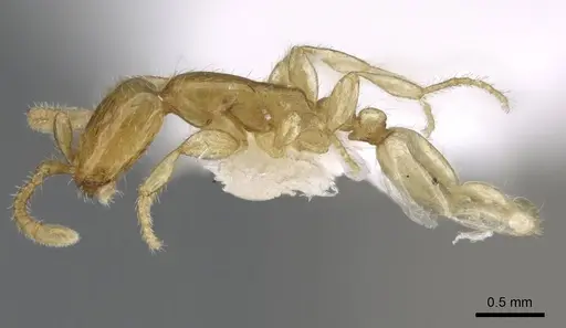 Aenictus mariae specimen