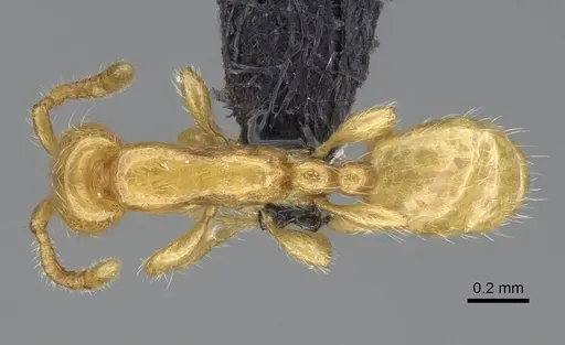 Aenictus mariae - CASENT0009121