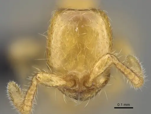 Aenictus mariae - CASENT0009121