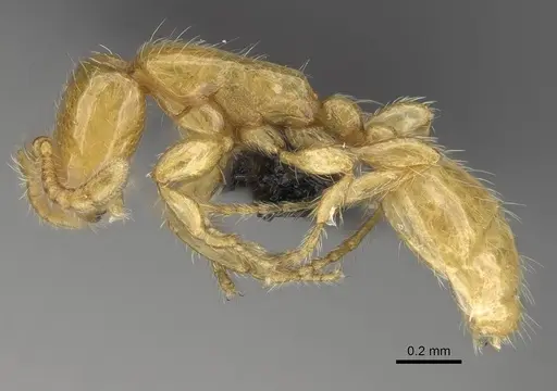 Aenictus mariae - CASENT0009121