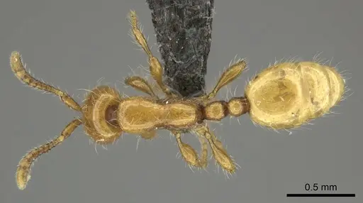 Aenictus mariae - CASENT0235824