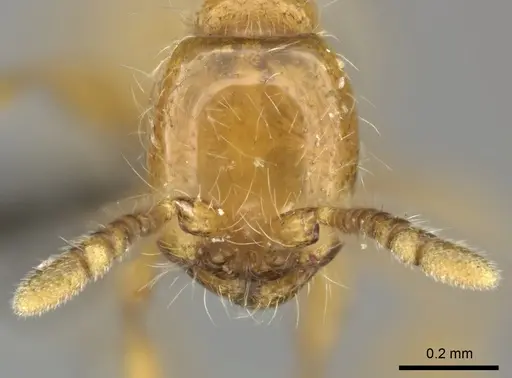 Aenictus mariae - CASENT0235824