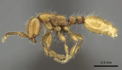 Aenictus mariae - CASENT0235824