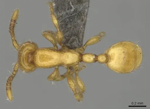 Aenictus mariae - CASENT0256570