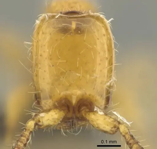 Aenictus mariae - CASENT0256570