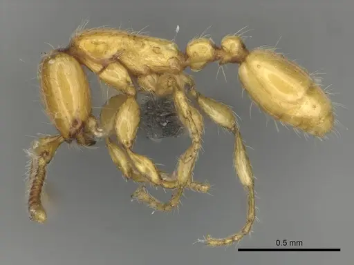 Aenictus mariae - CASENT0256570