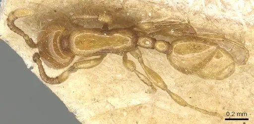 Aenictus mariae - CASENT0903760