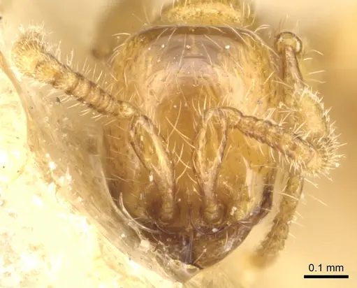 Aenictus mariae - CASENT0903760