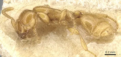 Aenictus mariae - CASENT0903760