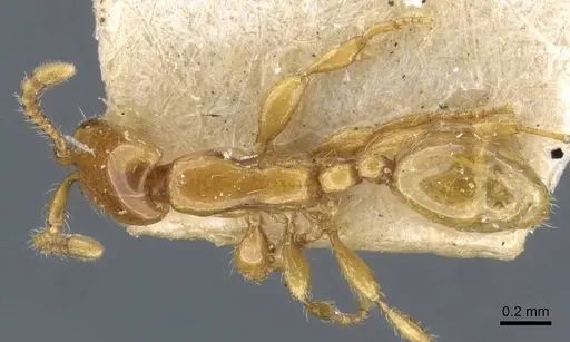 Aenictus mariae - CASENT0907029