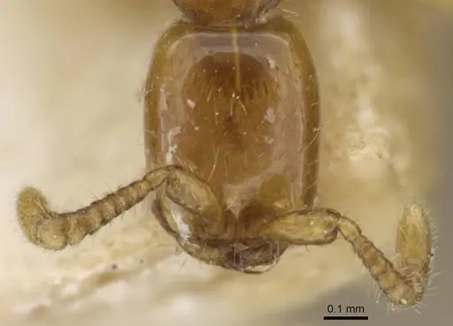 Aenictus mariae - CASENT0907029