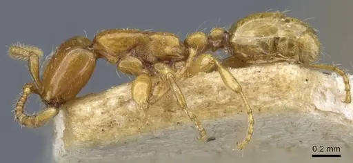 Aenictus mariae - CASENT0907029