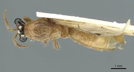 Aenictus mauritanicus specimen