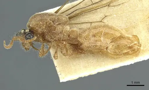 Aenictus mauritanicus specimen