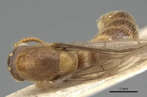 Aenictus mocsaryi specimen