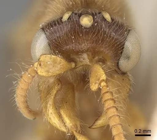 Aenictus mocsaryi specimen