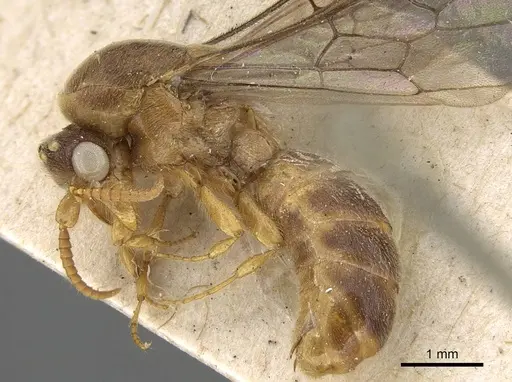 Aenictus mocsaryi specimen
