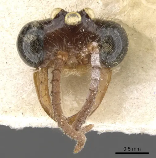 Aenictus moebii specimen