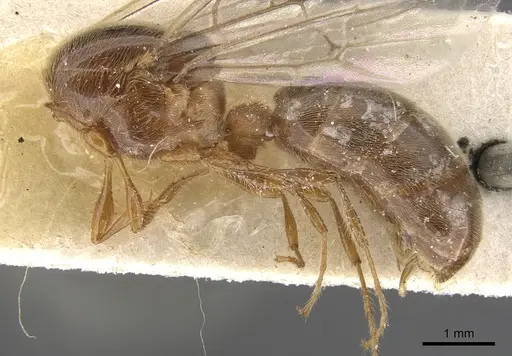 Aenictus moebii specimen