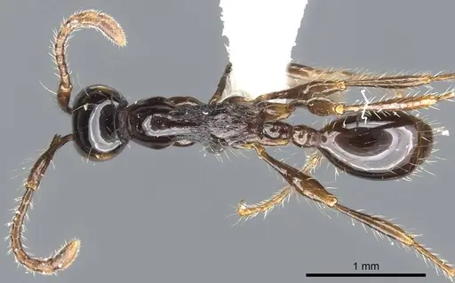 Aenictus montivagus specimen