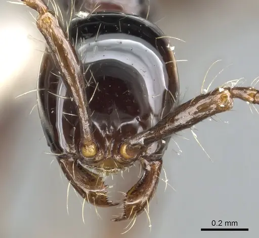 Aenictus montivagus specimen